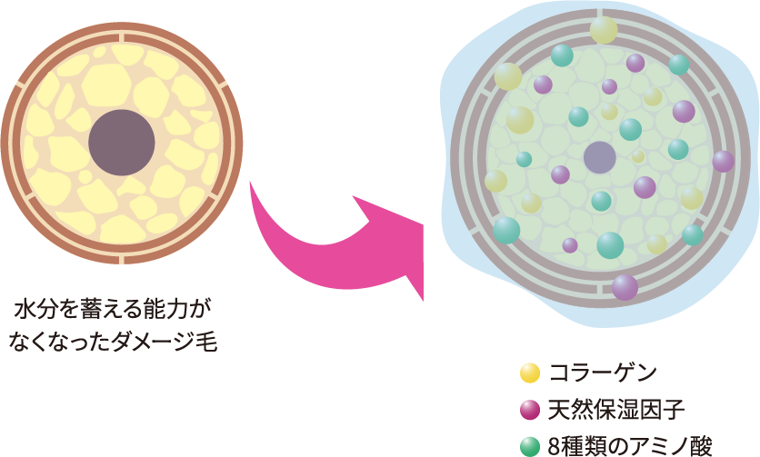 しっとりシード